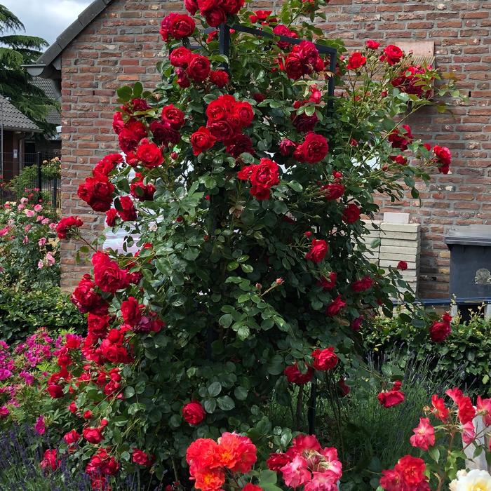 Arborose® 'Florentina™' - Rosa (Climbing Rose) from Paradise Acres Garden Center