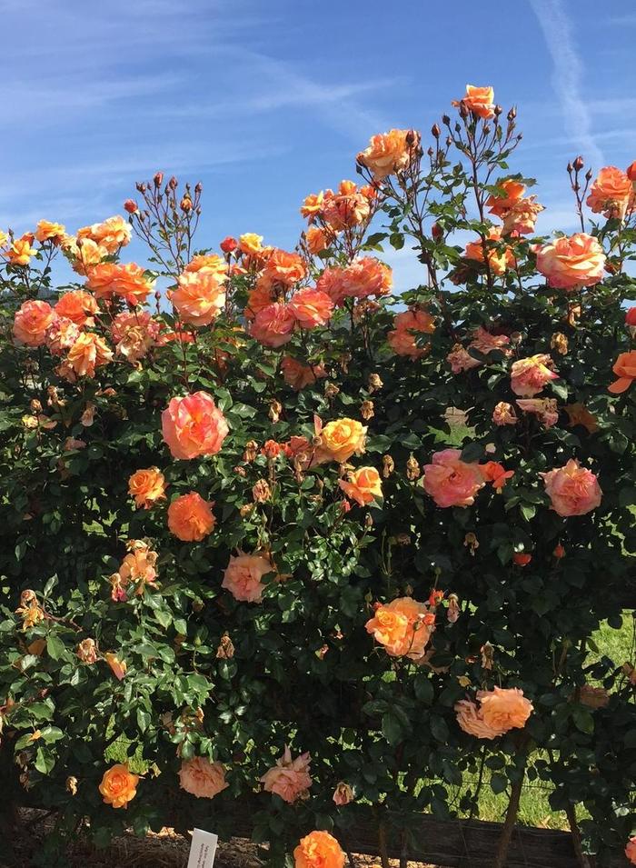 Arborose&reg; 'Tangerine Skies&trade;' - Rosa (Climbing Rose) from Paradise Acres Garden Center
