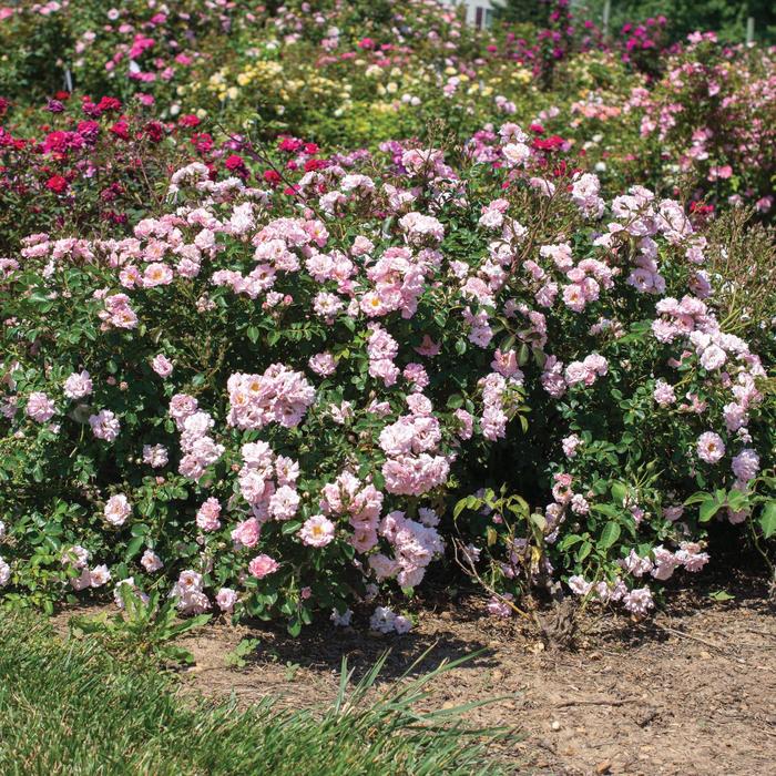 'Blushing Drift&reg;' Rose - Rosa from Paradise Acres Garden Center