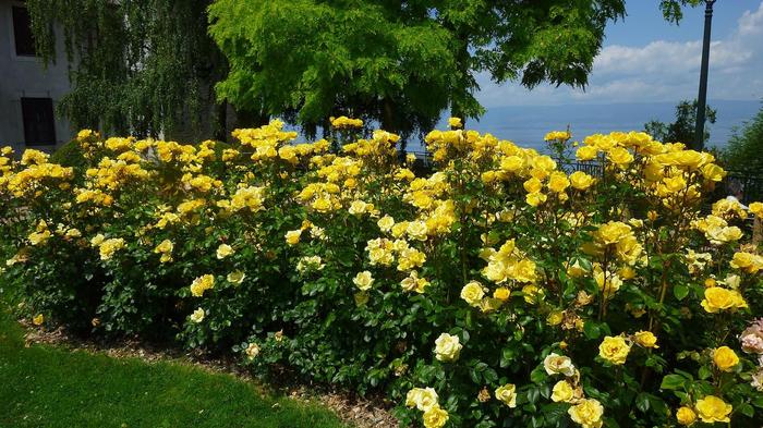 'Gilded Sun™' Rose - Rosa from Paradise Acres Garden Center