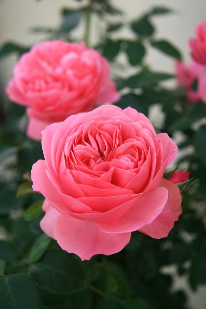 'Leonardo da Vinci&reg;' Rose - Rosa from Paradise Acres Garden Center