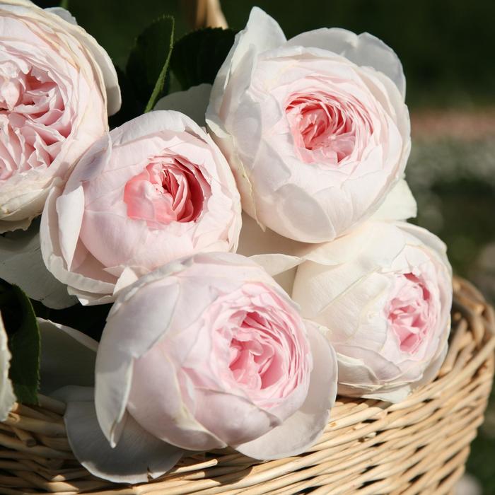 Parfuma&reg; 'Earth Angel&trade;' - Rosa (Hybrid Tea Rose) from Paradise Acres Garden Center