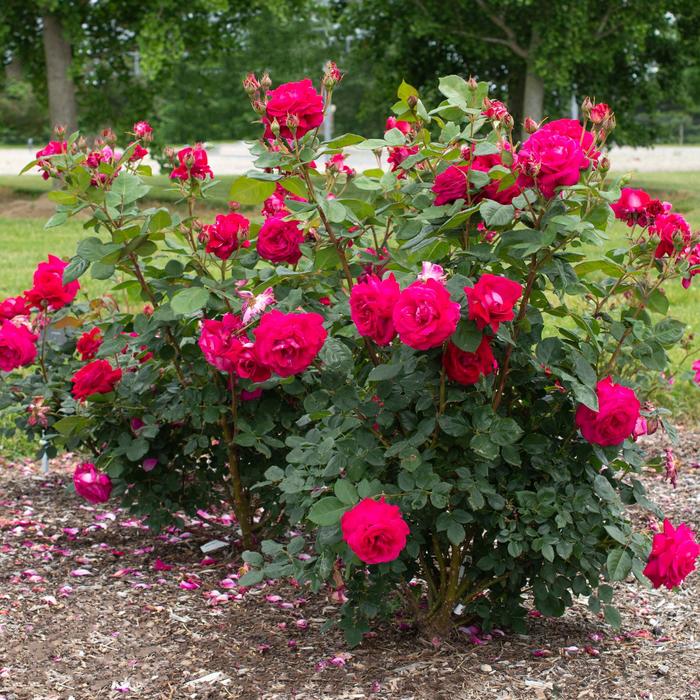 'Sweet Spirit&trade;' Rose - Rosa from Paradise Acres Garden Center