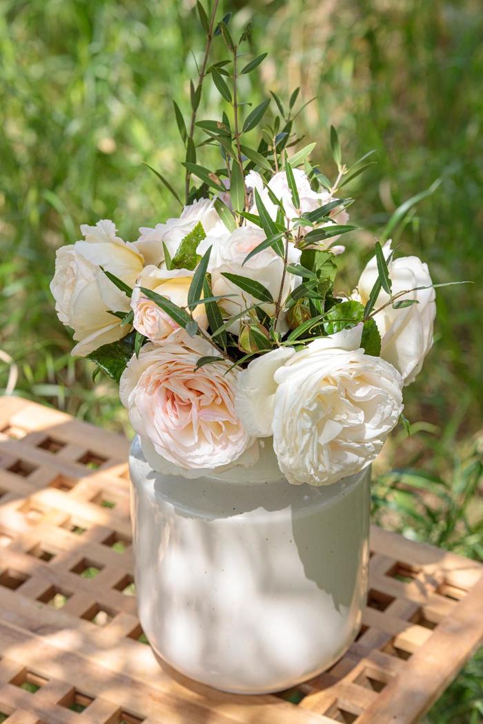 'Top Cream&trade;' Rose - Rosa from Paradise Acres Garden Center