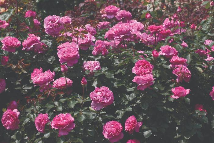 'Yves Piaget&reg;' Rose - Rosa from Paradise Acres Garden Center