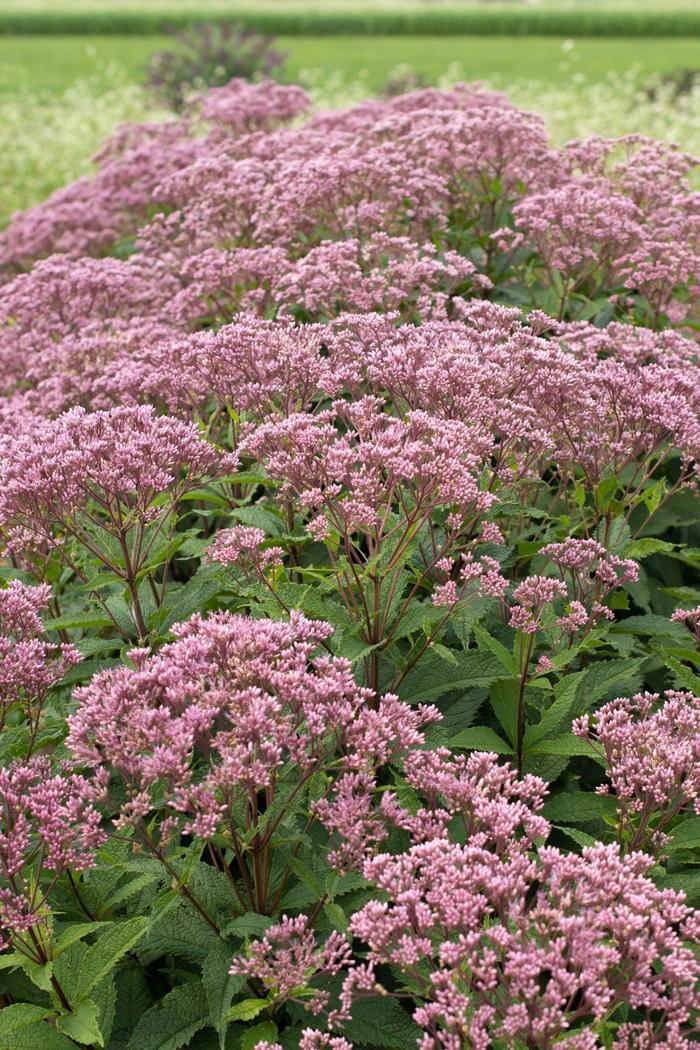 Euphoria™ 'Ruby' - Eupatorium purpureum (Dwarf Joe-Pye Weed) from Paradise Acres Garden Center