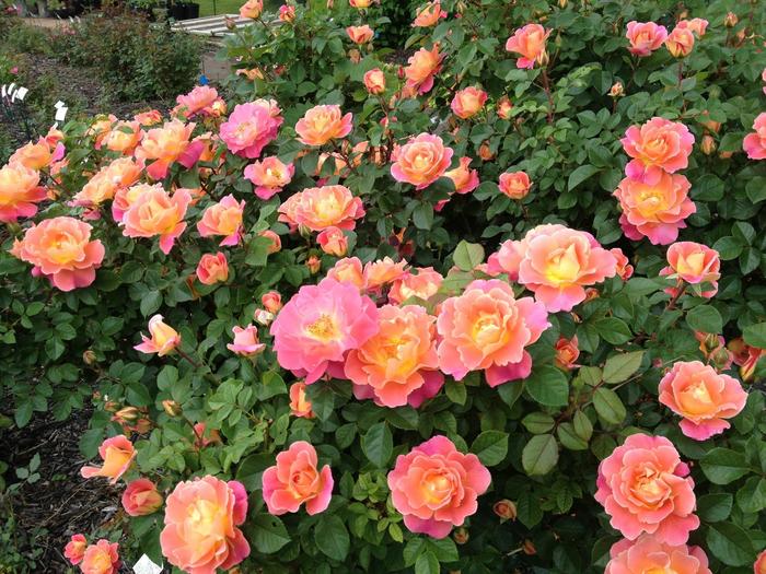 'Fruity Petals&trade;' Rose - Rosa from Paradise Acres Garden Center