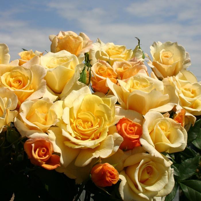 Eleganza&reg; 'Sunny Sky&trade;' - Rosa (Hybrid Tea Rose) from Paradise Acres Garden Center