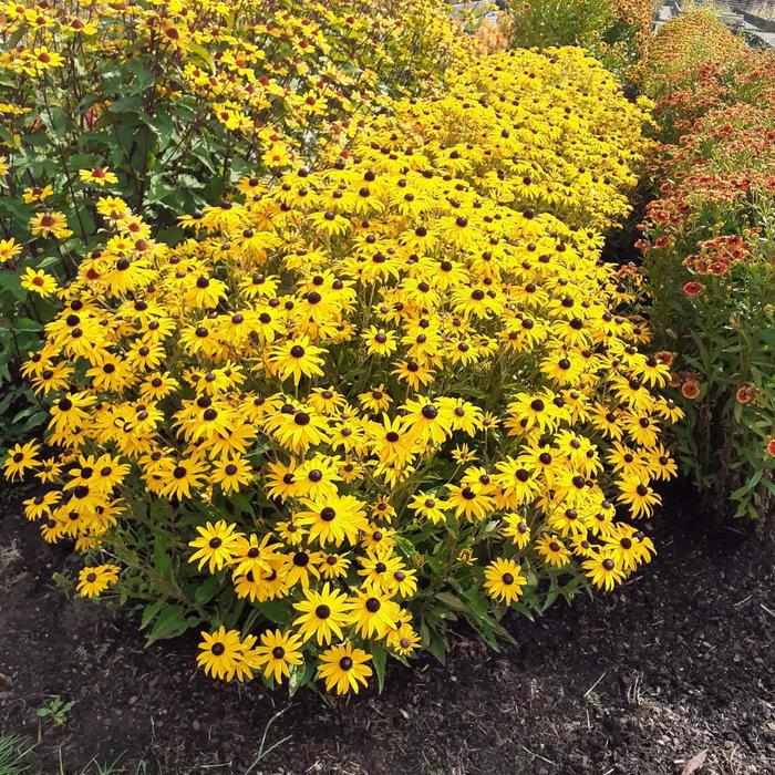 'Goldblitz' Black-Eyed Susan - Rudbeckia fulgida var. sulivanttii from Paradise Acres Garden Center