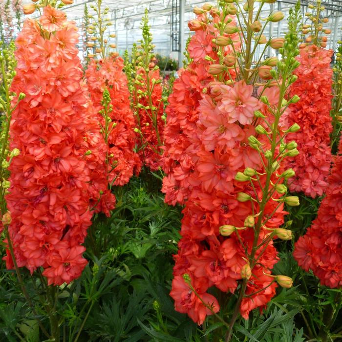 'Red Lark' - Delphinium from Paradise Acres Garden Center
