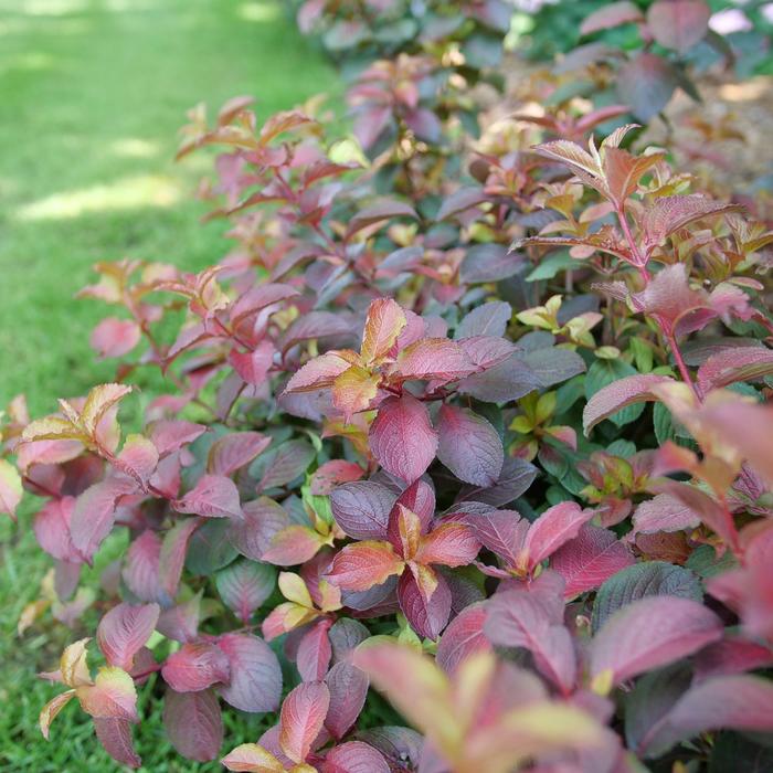 Midnight Sun® - Weigela florida from Paradise Acres Garden Center