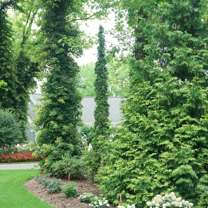 Sting&reg; Arborvitae - Thuja occidentalis from Paradise Acres Garden Center