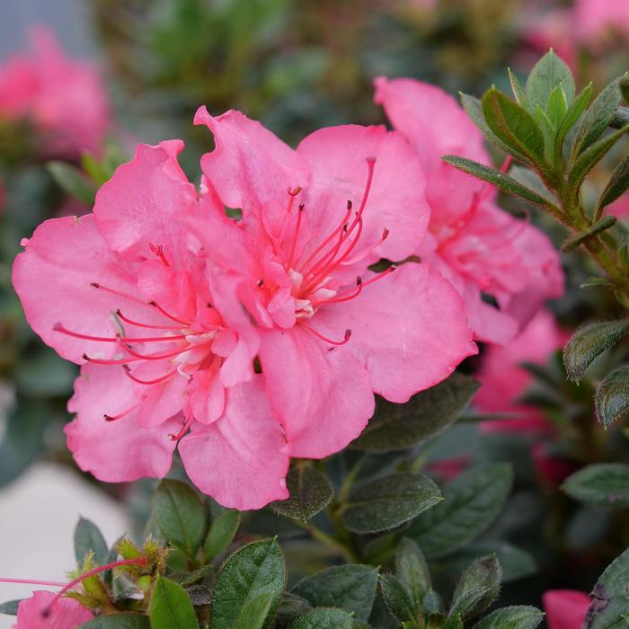'Perfecto Mundo Epic Coral&reg;' Reblooming Azalea - Rhododendron from Paradise Acres Garden Center