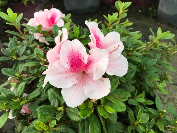 Encore® 'Autumn Chiffon™' - Rhododendron (Azalea) from Paradise Acres Garden Center