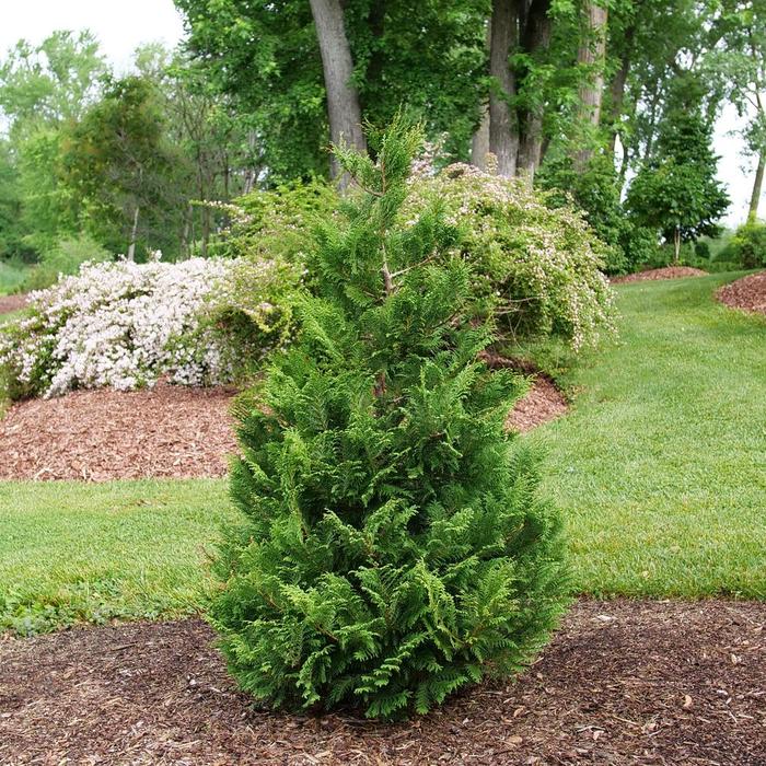 Cedar Rapids&reg; False Cypress - Chamaecyparis pisifera from Paradise Acres Garden Center