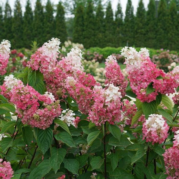 Pinky Winky Prime&reg; Panicle Hydrangea - Hydrangea paniculata from Paradise Acres Garden Center