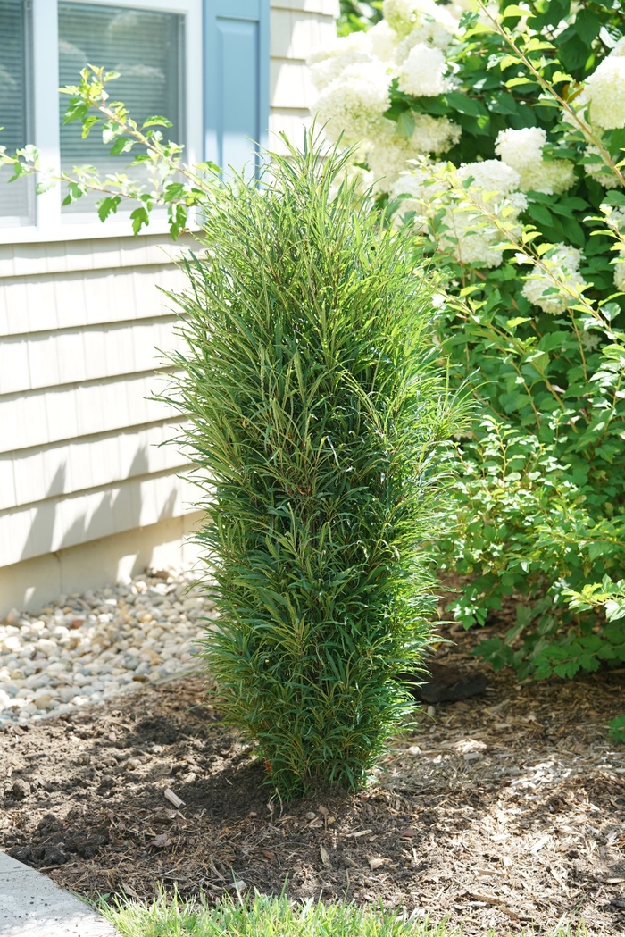 'Asplenifolia' Fernleaf Buckthorn - Rhamnus frangula from Paradise Acres Garden Center