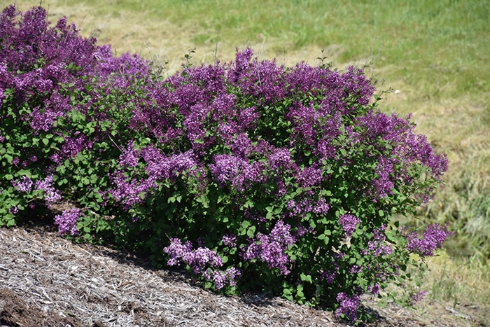 Bloomerang® 'Dark Purple' - Syringa (Reblooming Lilac) from Paradise Acres Garden Center