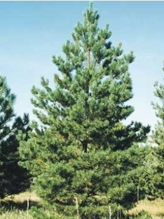 Scotch Pine - Pinus sylvestris from Paradise Acres Garden Center