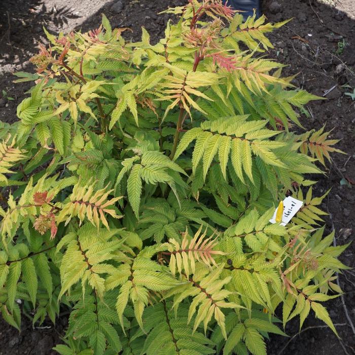 'Cherry On Top&trade;' - Sorbaria sorbifolia from Paradise Acres Garden Center