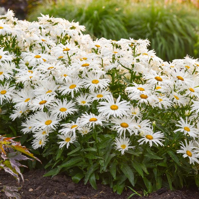 Amazing Daisies&reg; 'Spun Silk' - Leucanthemum x superbum (Shasta Daisy) from Paradise Acres Garden Center