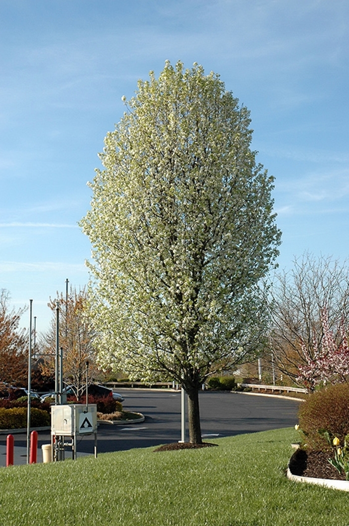 'Chanticleer®' Pear - Pyrus calleryana from Paradise Acres Garden Center