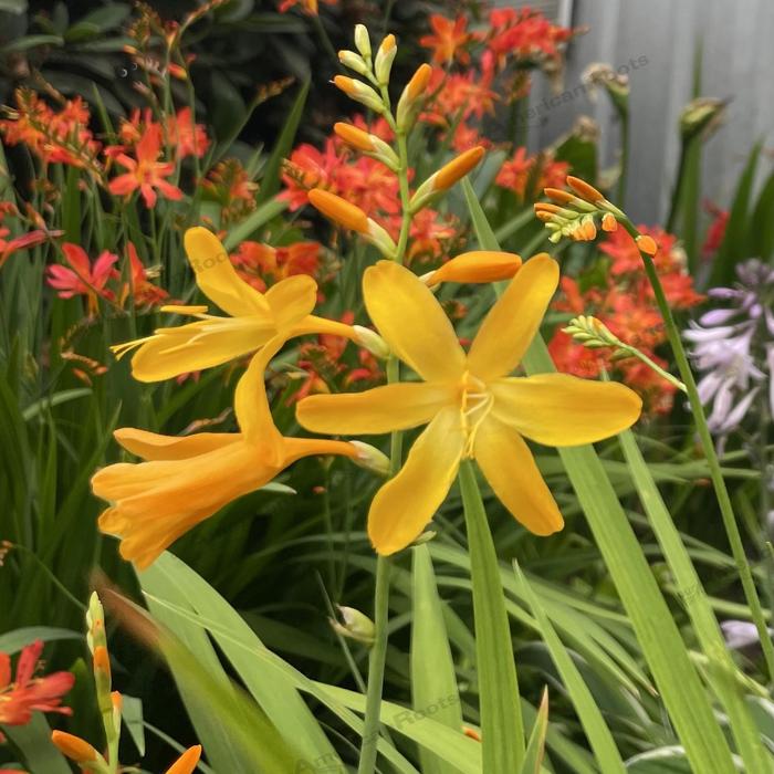 'George Davidson' Montbretia - Crocosmia x crocosmiiflora from Paradise Acres Garden Center