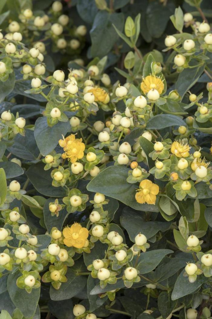 FloralBerry® 'Chardonnay' - Hypericum x inodorum (St. John's Wort) from Paradise Acres Garden Center