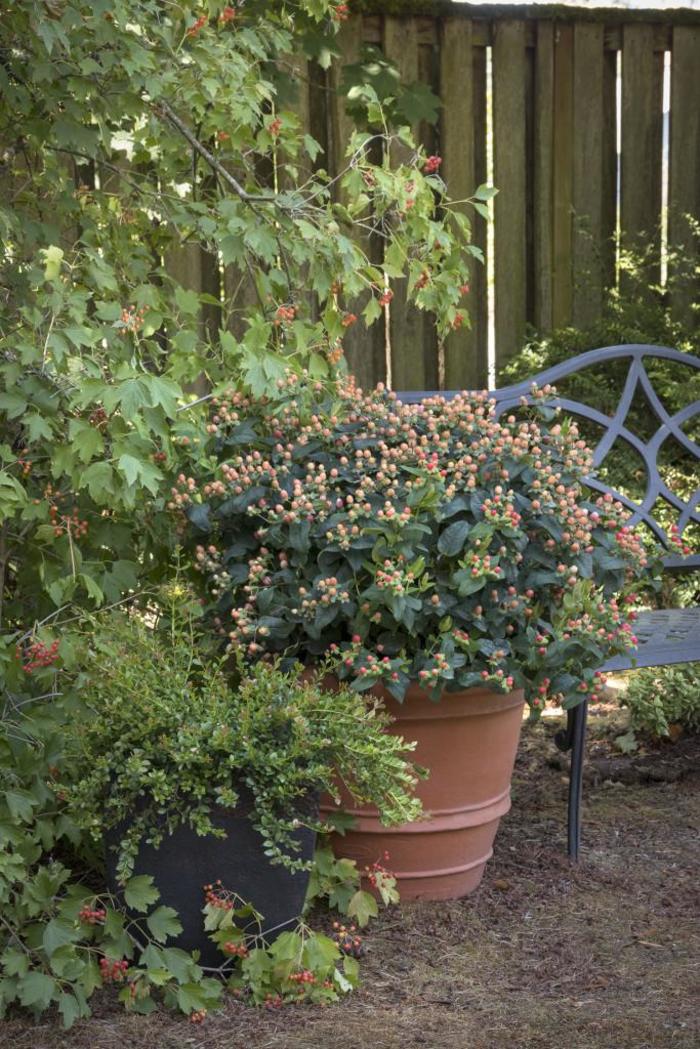 FloralBerry&reg; 'Pinot' - Hypericum x inodorum (St. John's Wort) from Paradise Acres Garden Center