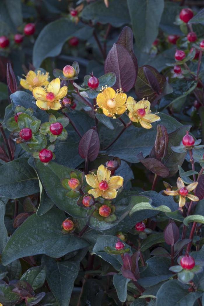 FloralBerry&reg; 'Sangria' - Hypericum x inodorum from Paradise Acres Garden Center