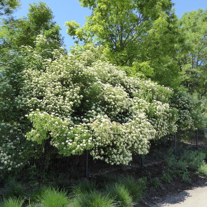 'Autumn Jazz®' Arrowwood Viburnum - Viburnum dentatum from Paradise Acres Garden Center