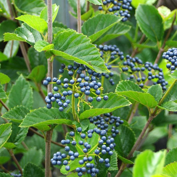 'Chicago Lustre®' Arrowwood Viburnum - Viburnum dentatum from Paradise Acres Garden Center