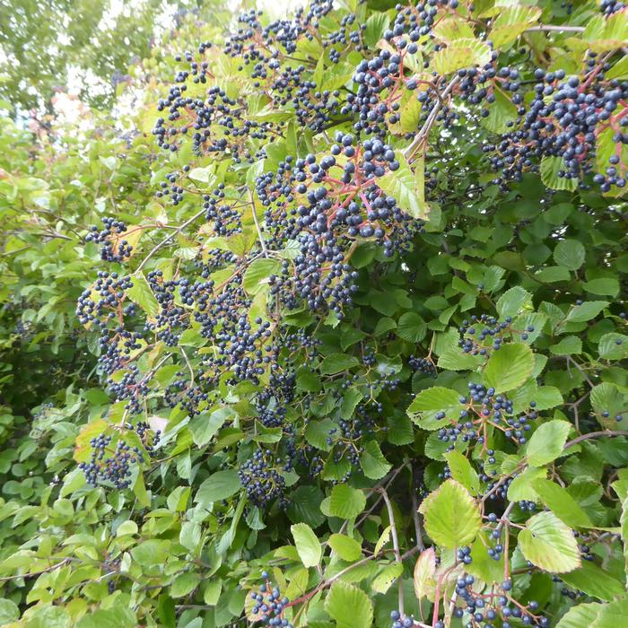 'Northern Burgundy™' Arrowwood Viburnum - Viburnum dentatum from Paradise Acres Garden Center