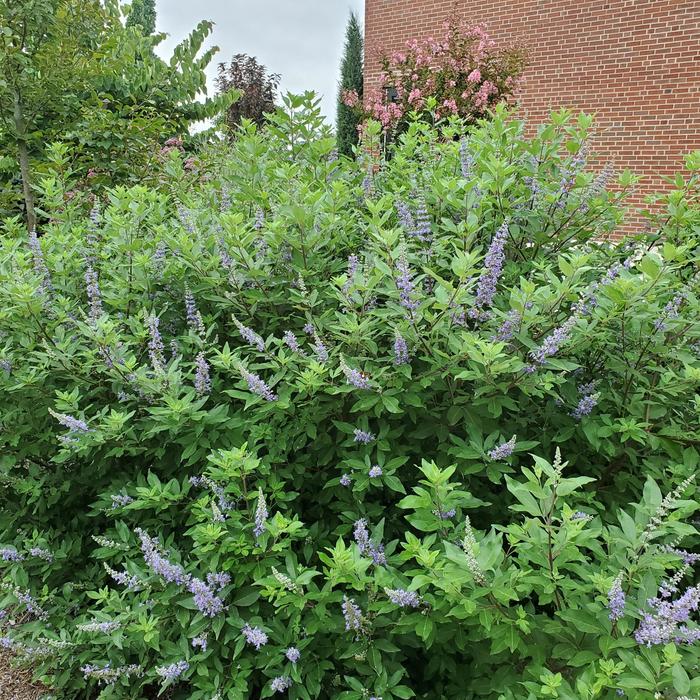 'Summertime Blues&reg;' Chaste Tree - Vitex from Paradise Acres Garden Center