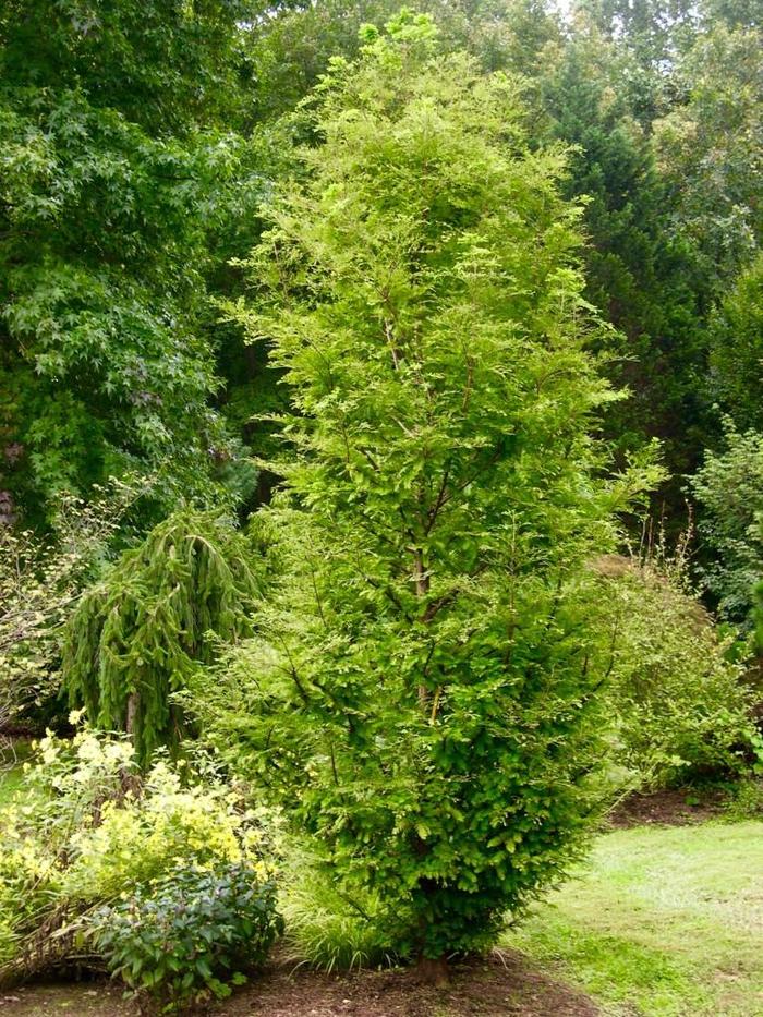 'Urban Spire' Redwood - Metasequoia glyptostroboides from Paradise Acres Garden Center