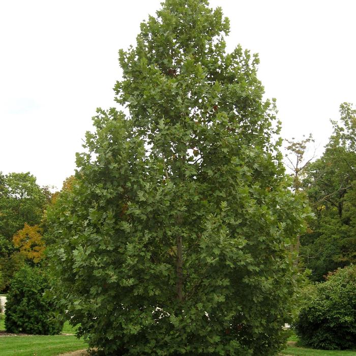 'Exclamation!™' London Planetree - Platanus x acerifolia from Paradise Acres Garden Center