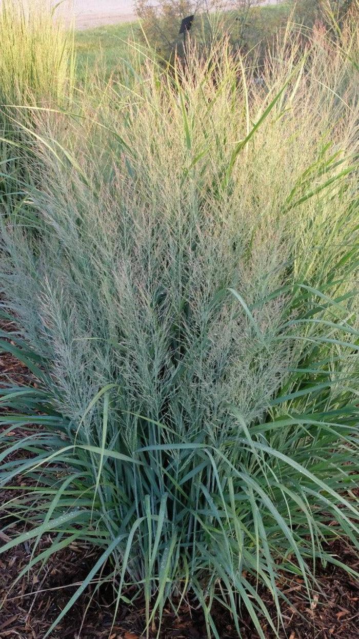 'Gunsmoke' Switchgrass - Panicum virgatum from Paradise Acres Garden Center