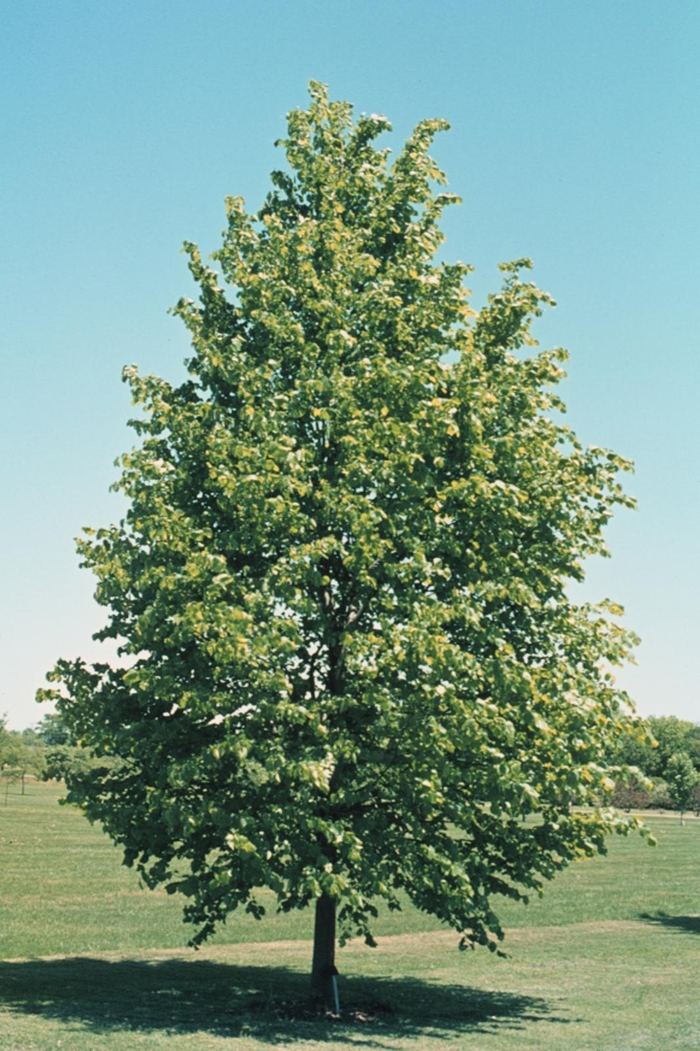 Littleleaf Linden - Tilia cordata from Paradise Acres Garden Center