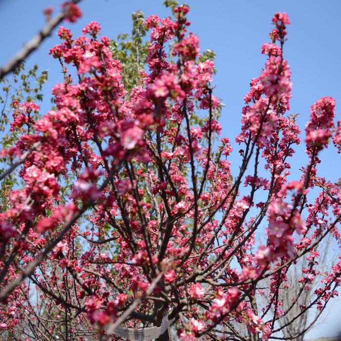 'Coralburst' Crabapple - Malus from Paradise Acres Garden Center