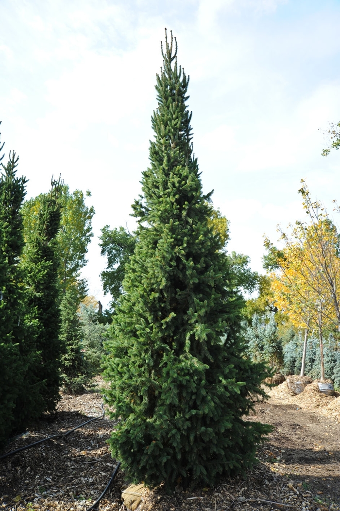 'Cupressina' Norway Spruce - Picea abies from Paradise Acres Garden Center