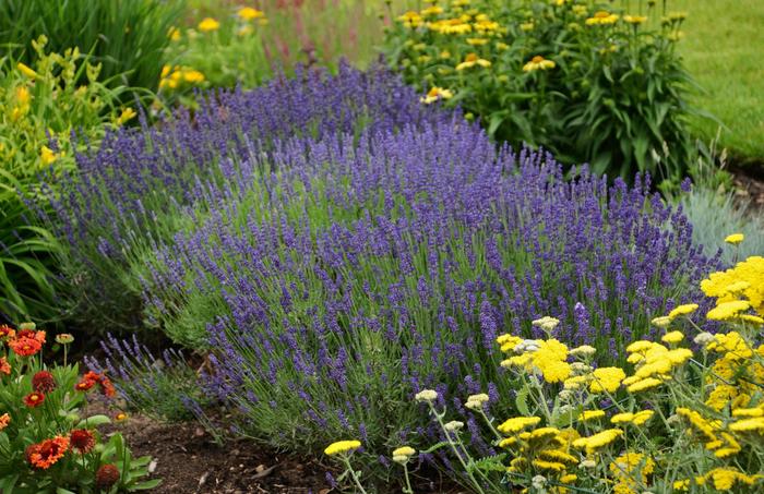 'Hidcote Blue' Lavender - Lavandula angustifolia from Paradise Acres Garden Center