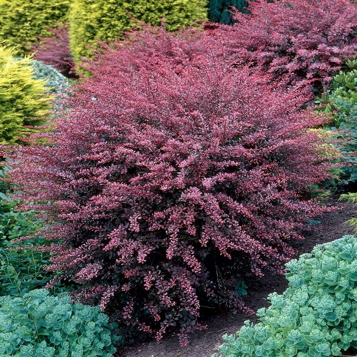 'Rose Glow' Japanese Barberry - Berberis thunbergii from Paradise Acres Garden Center