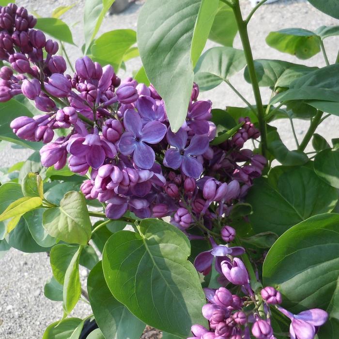 'Yankee Doodle' Lilac - Syringa vulgaris from Paradise Acres Garden Center