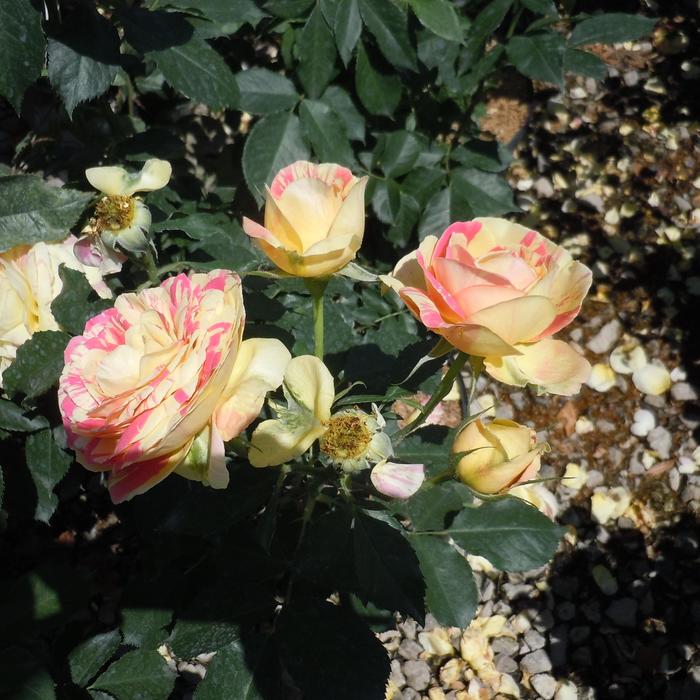 'Pop Art&trade;' Rose - Rosa from Paradise Acres Garden Center