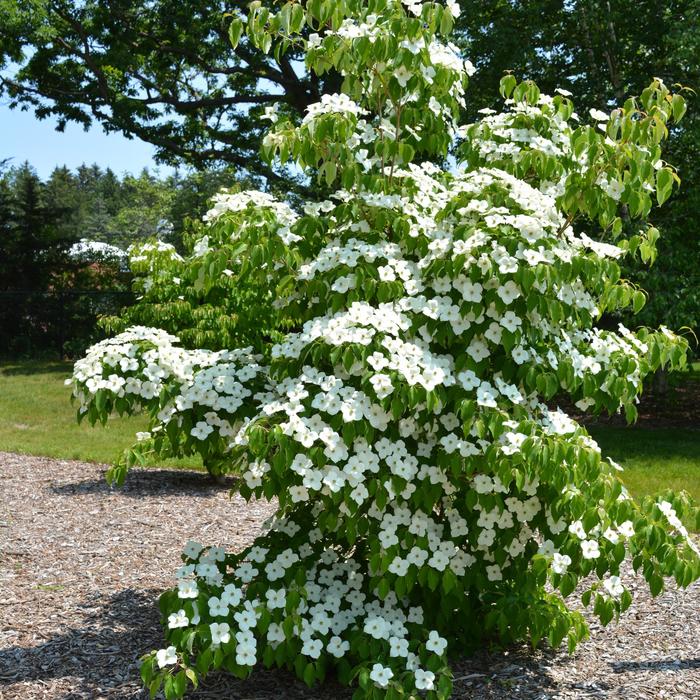 'Milky Way' Dogwood - Cornus kousa from Paradise Acres Garden Center