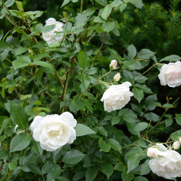 'Iceberg' Shrub Rose | Paradise Acres Garden Center