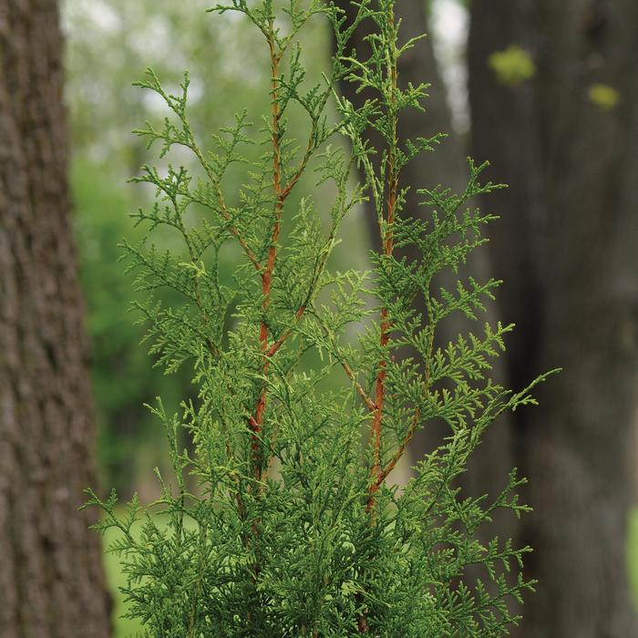Sugar and Spice&trade; Arborvitae - Thuja plicata from Paradise Acres Garden Center