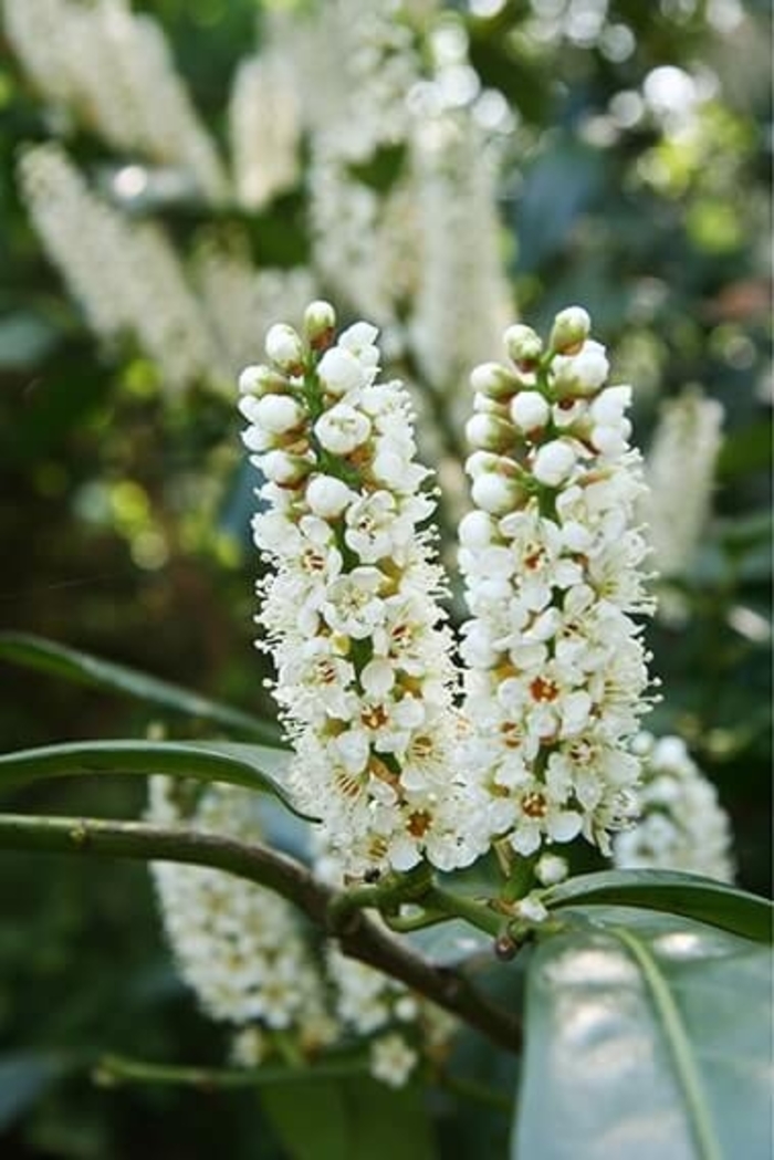 'Otto Luyken' English Cherry Laurel - Prunus laurocerasus from Paradise Acres Garden Center