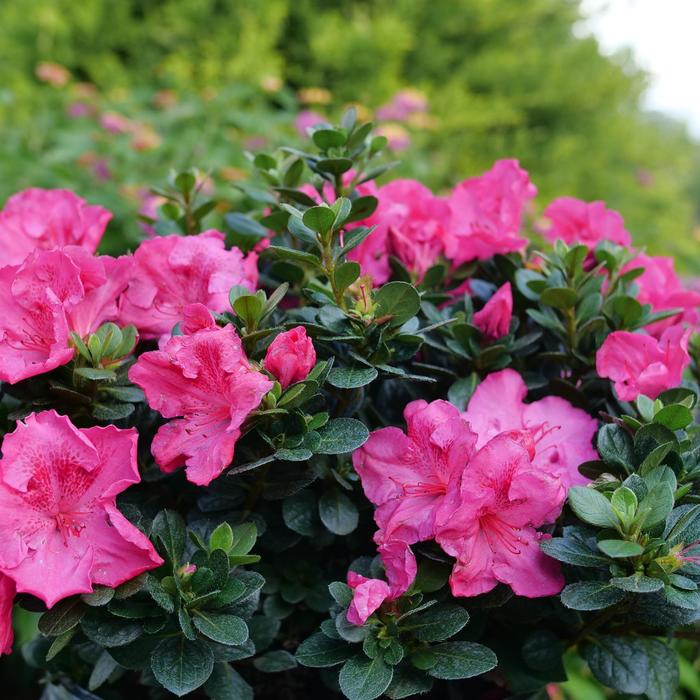 'Perfecto Mundo Epic Pink&reg;' Reblooming Azalea - Rhododendron from Paradise Acres Garden Center