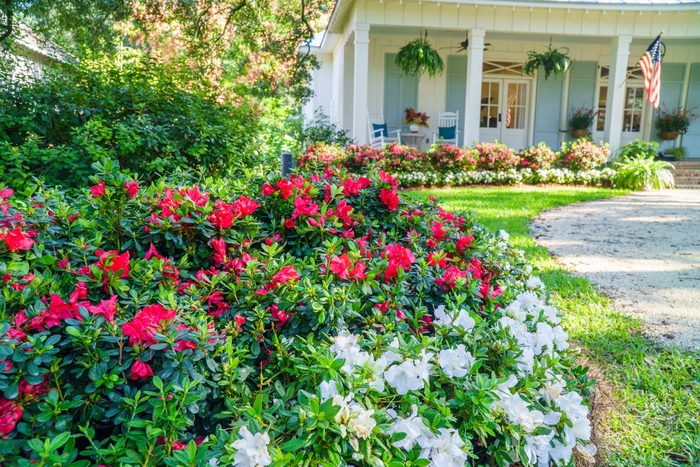 Encore® 'Autumn Fire®' - Rhododendron (Azalea) from Paradise Acres Garden Center